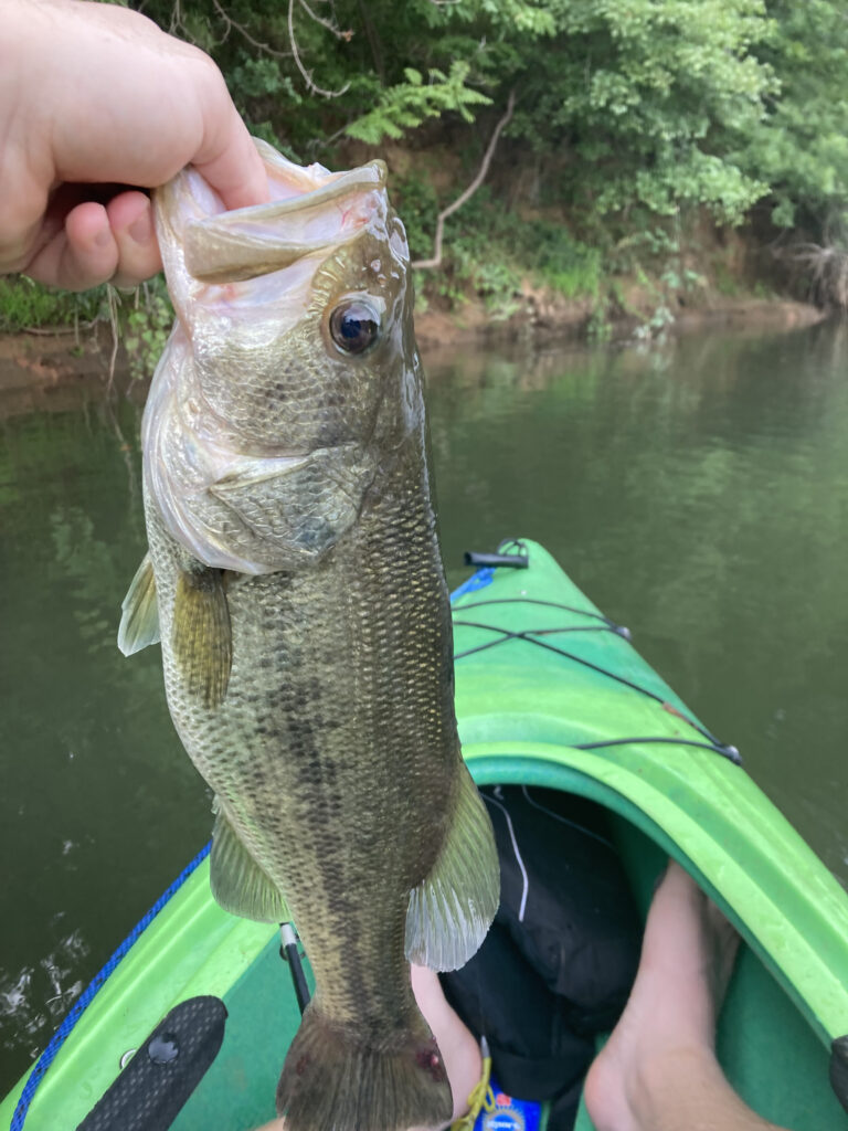 Holding Largemouth Bass catch on kayak in Catawba River by Fort Mill.