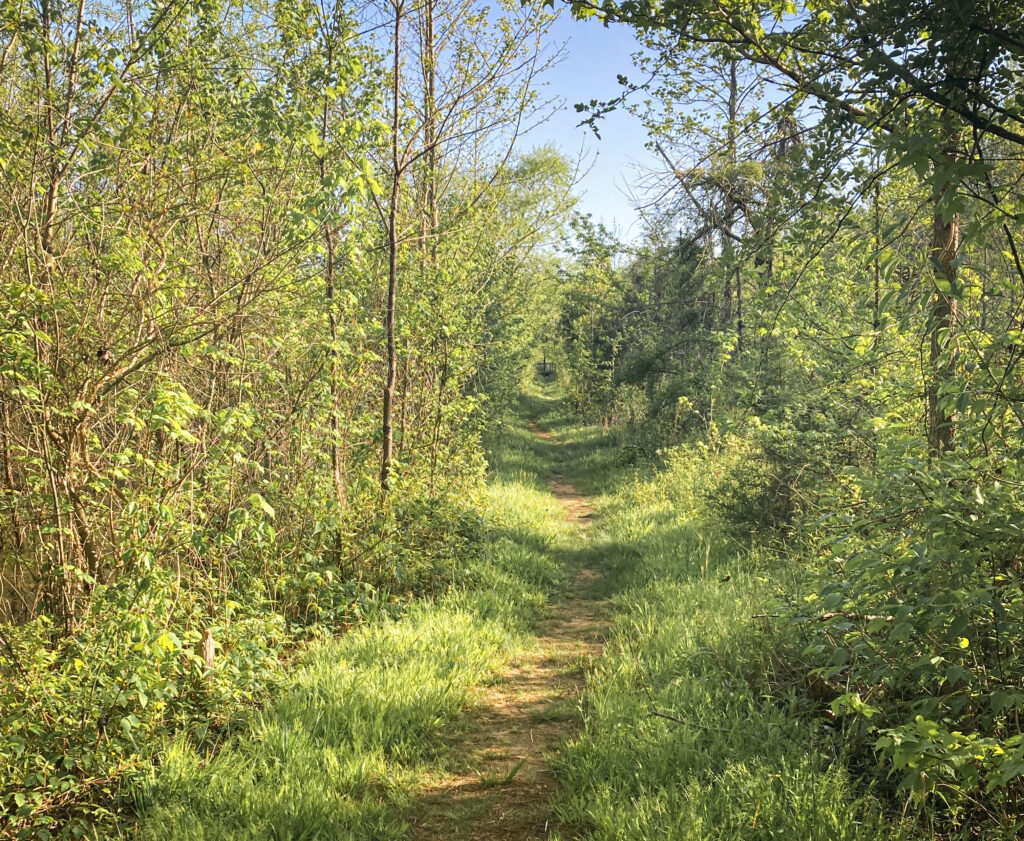 A look down Forney Creek Trail in Denver North Carolina