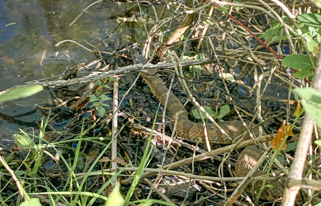 A water snake in the wetlands of Forney Creek Trail in Denver North Carolina. 