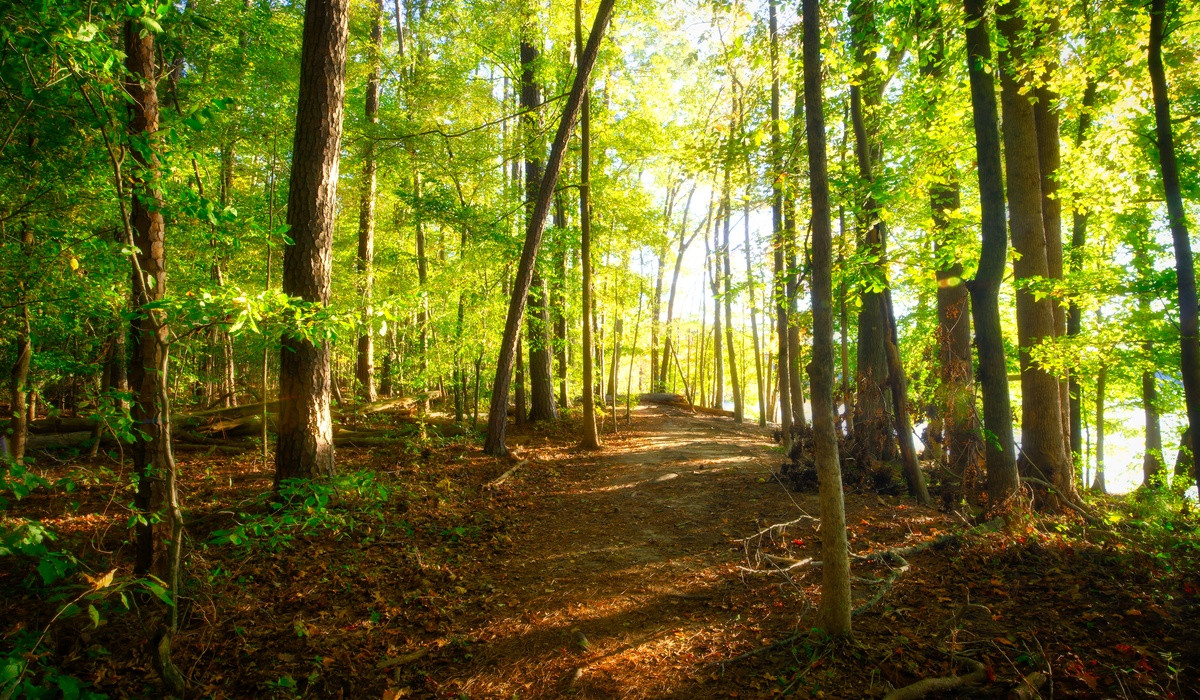 A trail off the road in the woods