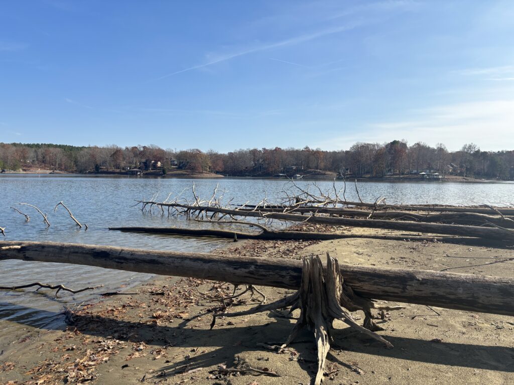 Downed trees on the shoreline of lake norman at lake norman state park
