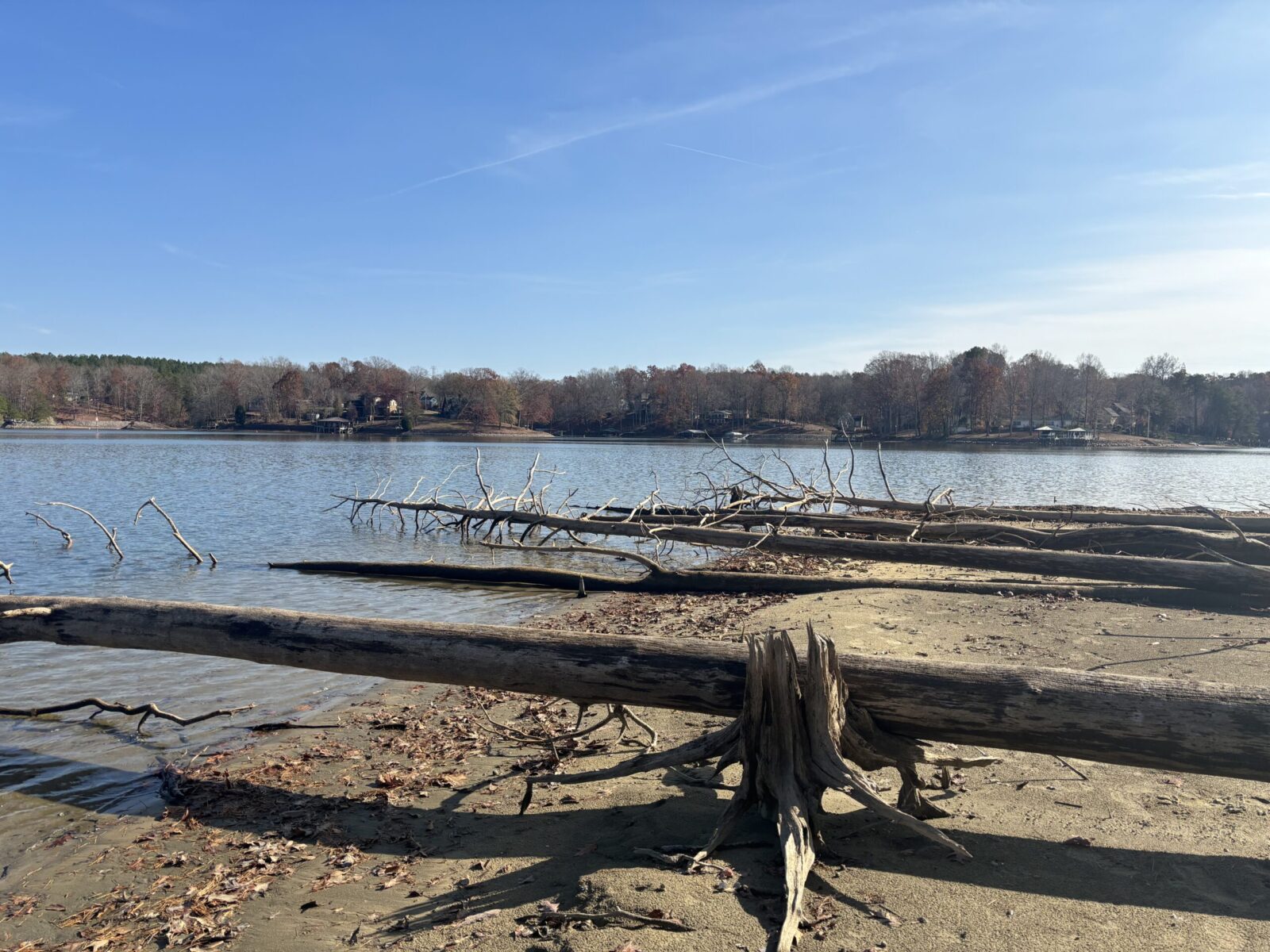 Downed trees on the shoreline of lake norman at lake norman state park