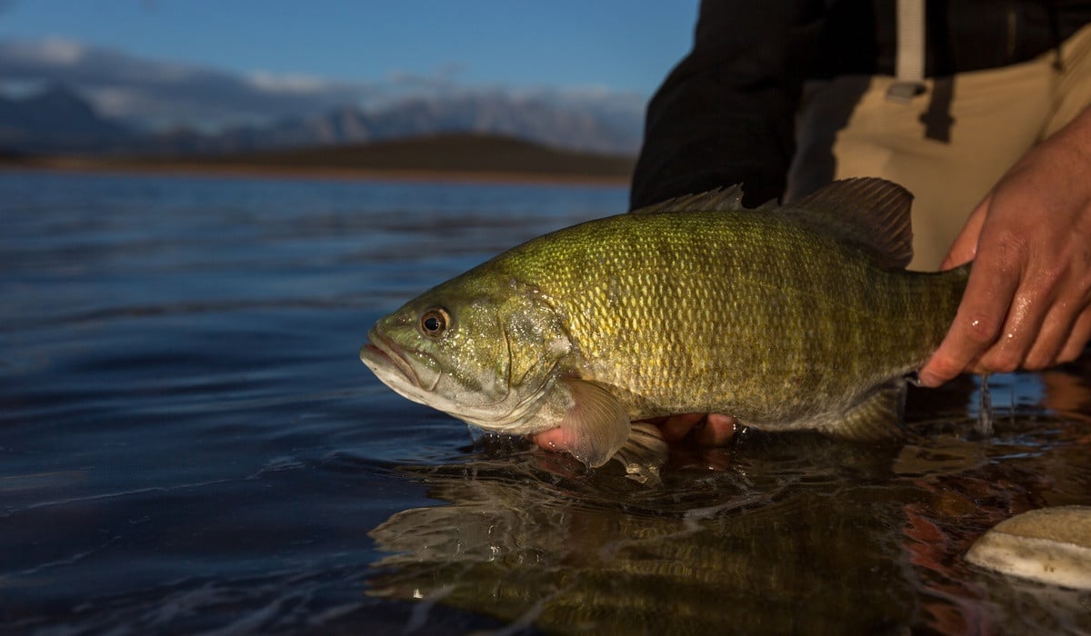 An angler in tan waders holding a smallmouth bass just above the dark water's surface to show off their catch.