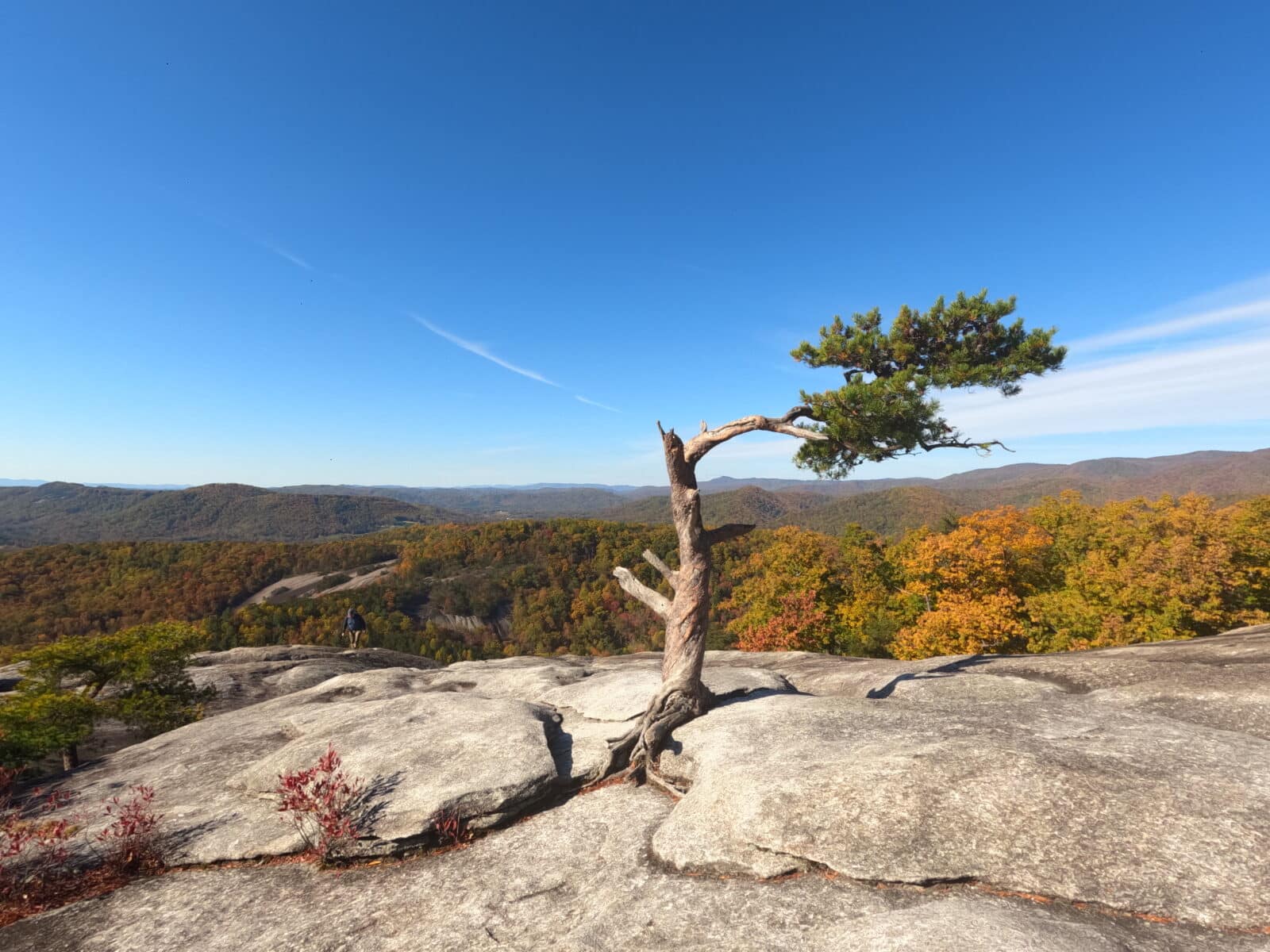A picture of a tree on the top of Stone Mountain in North Carolina outdoors adventure.